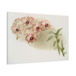 Dendrobium Phalænopsis by Frederick Sander Standard Canvas