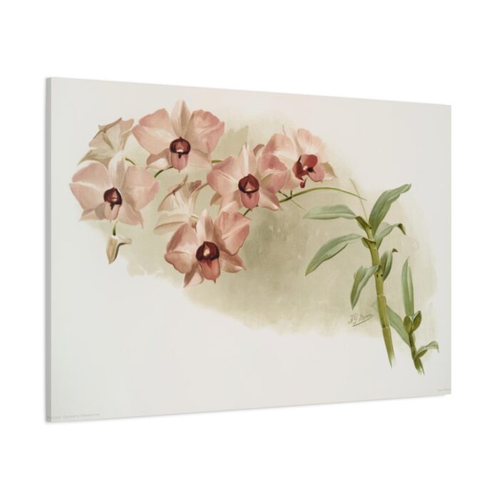 Dendrobium Phalænopsis by Frederick Sander Standard Canvas - Image 1