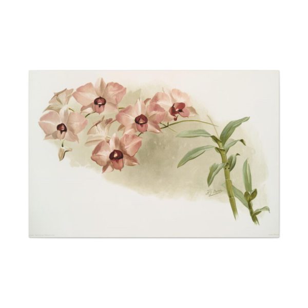 Dendrobium Phalænopsis by Frederick Sander Standard Canvas