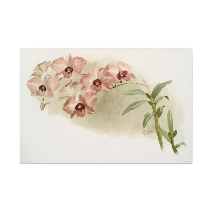 Dendrobium Phalænopsis by Frederick Sander Standard Canvas - Image 2