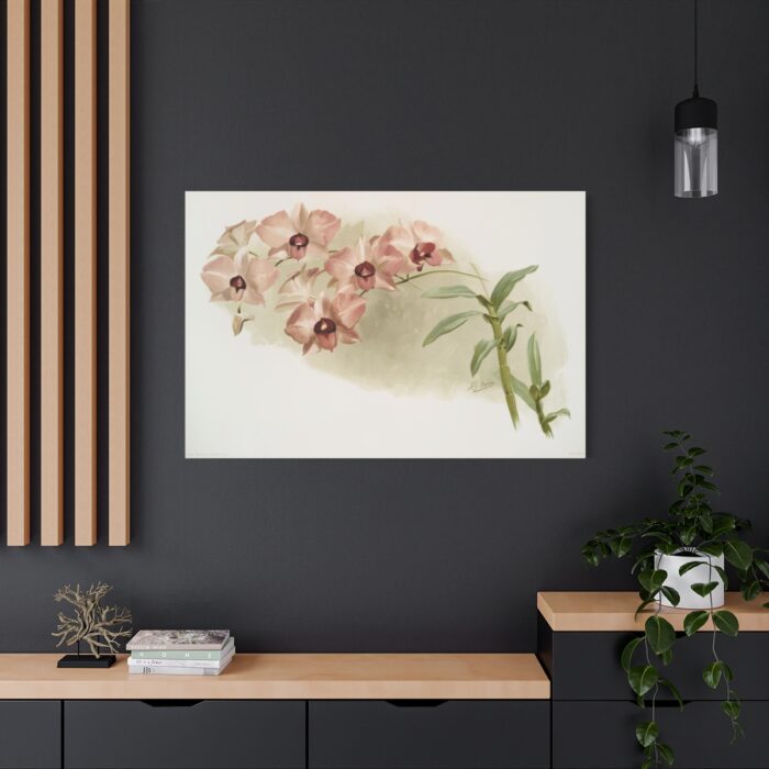 Dendrobium Phalænopsis by Frederick Sander Standard Canvas - Image 4