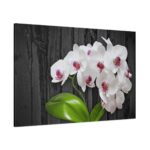 White Orchid Plant Standard Canvas
