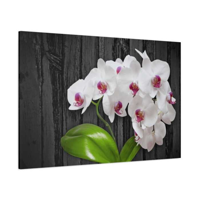 White Orchid Plant Standard Canvas - Image 1