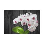 White Orchid Plant Standard Canvas - Image 2