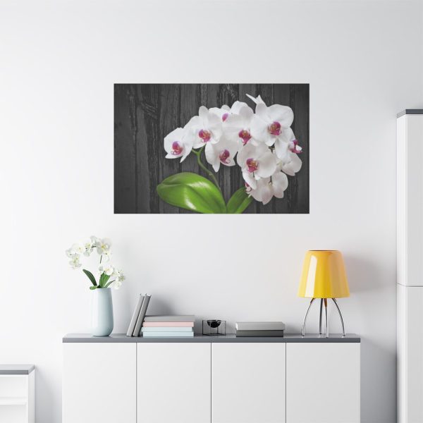 91638-542.jpg White Orchid Plant Standard Canvas
