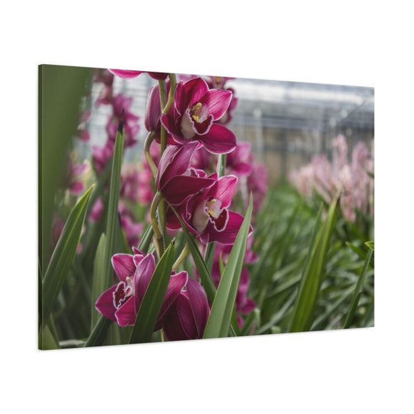 91638-545.jpg Orchid Cash Plant Standard Canvas