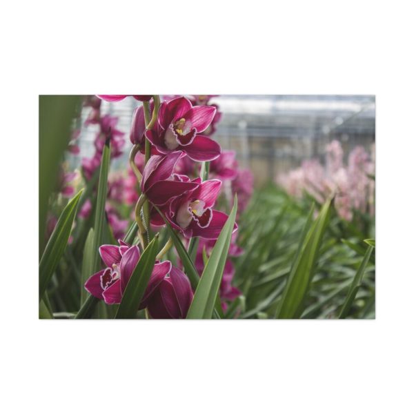 91638-546.jpg Orchid Cash Plant Standard Canvas