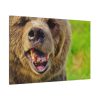 European Brown Bear Standard Canvas