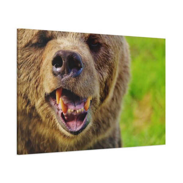 European Brown Bear Standard Canvas