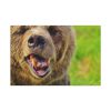 European Brown Bear Standard Canvas
