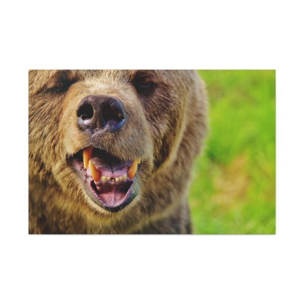 European Brown Bear Standard Canvas