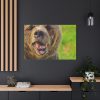 European Brown Bear Standard Canvas
