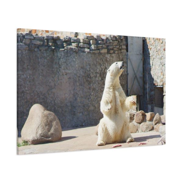 White Polar Bear Zoo Standard Canvas