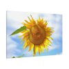 91638-56.jpg Sunflower with Blue Sky Standard Canvas