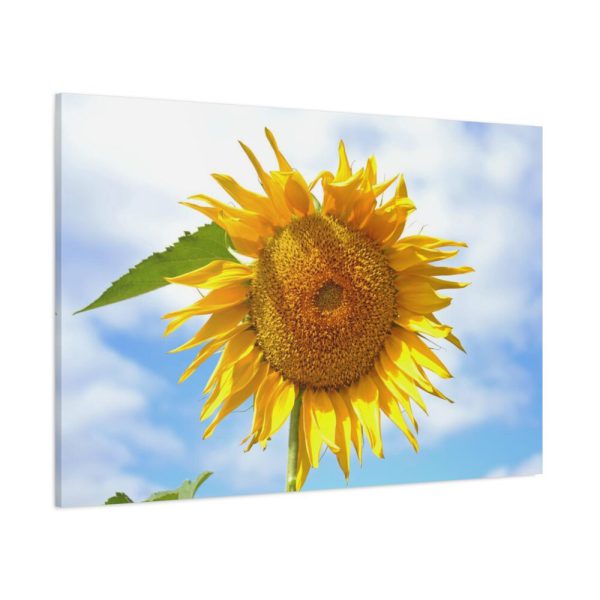 91638-56.jpg Sunflower with Blue Sky Standard Canvas