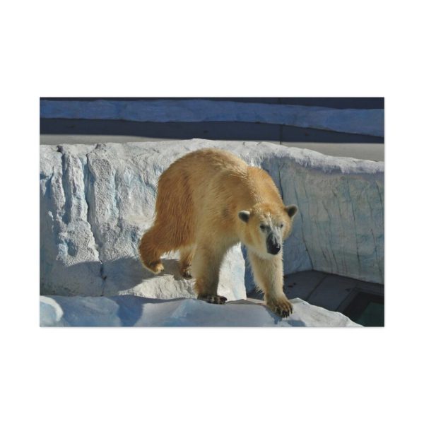 Wet Polar Bear Standard Canvas