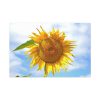91638-57.jpg Sunflower with Blue Sky Standard Canvas