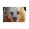 91638-571.jpg Syrian Bear Face Standard Canvas
