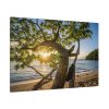91638-585.jpg Sneaker Hanging from a Sand Beach Tree at Sunset Standard Canvas