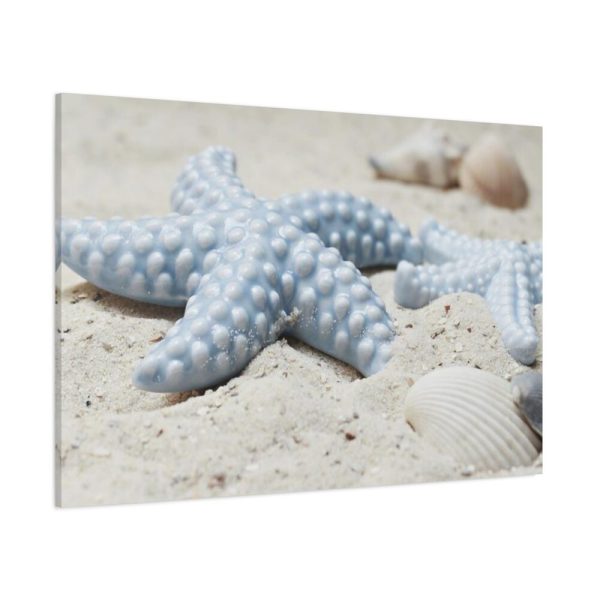 91638-640.jpg Starfish Standard Canvas