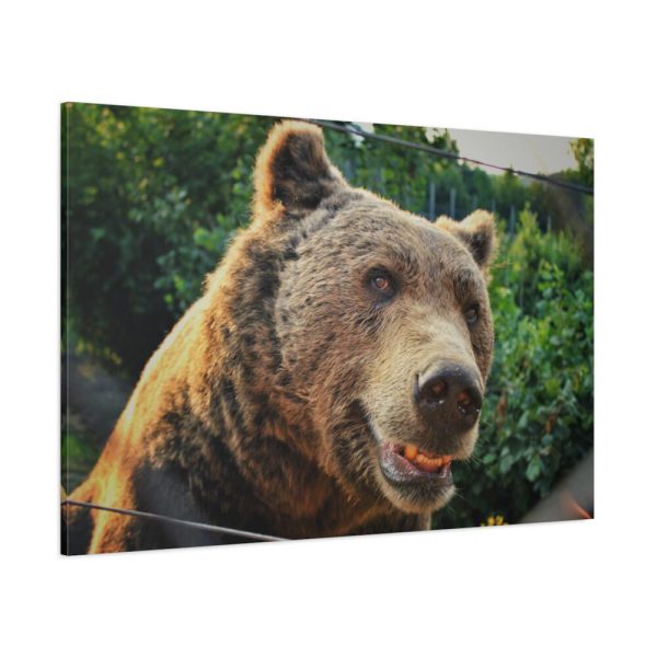 Grizzly Bear Snout Standard Canvas