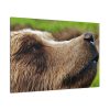 European Brown Bear Close up Standard Canvas