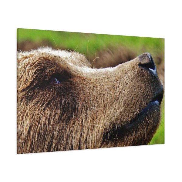 European Brown Bear Close up Standard Canvas