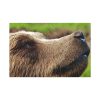 European Brown Bear Close up Standard Canvas