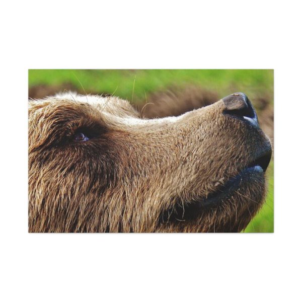European Brown Bear Close up Standard Canvas