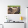 European Brown Bear Close up Standard Canvas