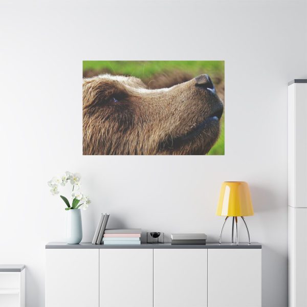 European Brown Bear Close up Standard Canvas