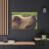 European Brown Bear Close up Standard Canvas
