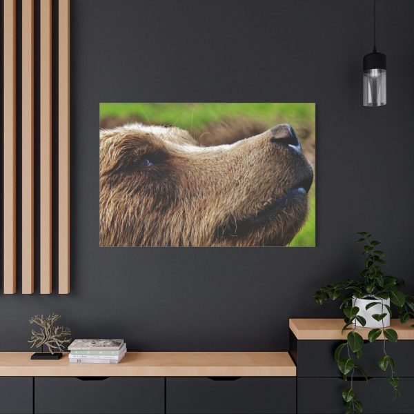 European Brown Bear Close up Standard Canvas