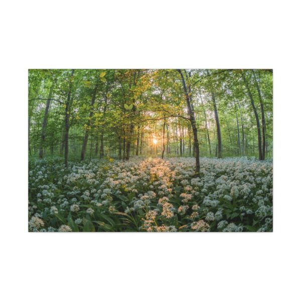 91638-671.jpg Forest at Sunset with Bear's Garlic Standard Canvas