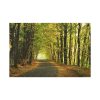 91638-691.jpg Beautiful Autumn forest Standard Canvas