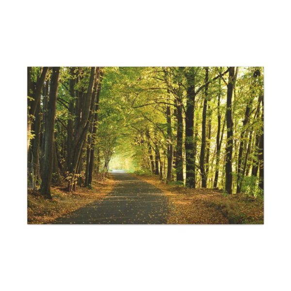 91638-691.jpg Beautiful Autumn forest Standard Canvas
