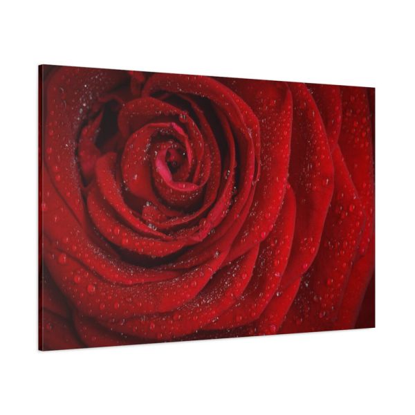 91638-88.jpg Red Rose Standard Canvas