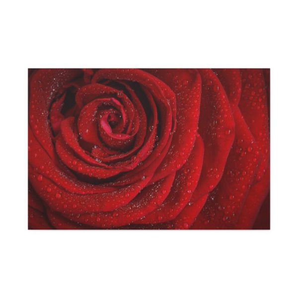 91638-89.jpg Red Rose Standard Canvas