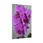 Purple Orchid Standard Canvas