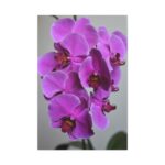 Purple Orchid Standard Canvas - Image 2