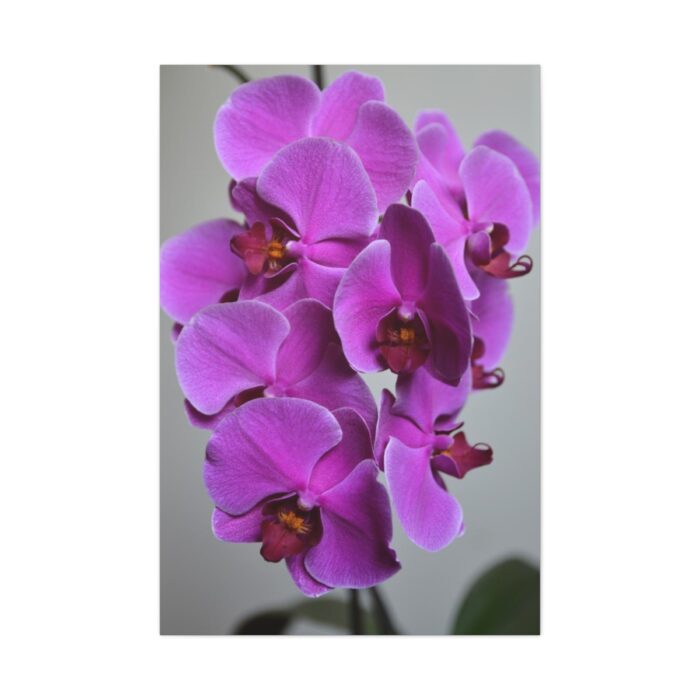 Purple Orchid Standard Canvas - Image 2