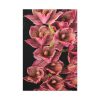 91655-109.jpg Catasetum Orchidglade Standard Canvas