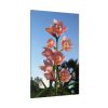 91655-113.jpg Pink Orchid Flowers Standard Canvas