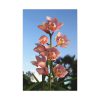 91655-114.jpg Pink Orchid Flowers Standard Canvas
