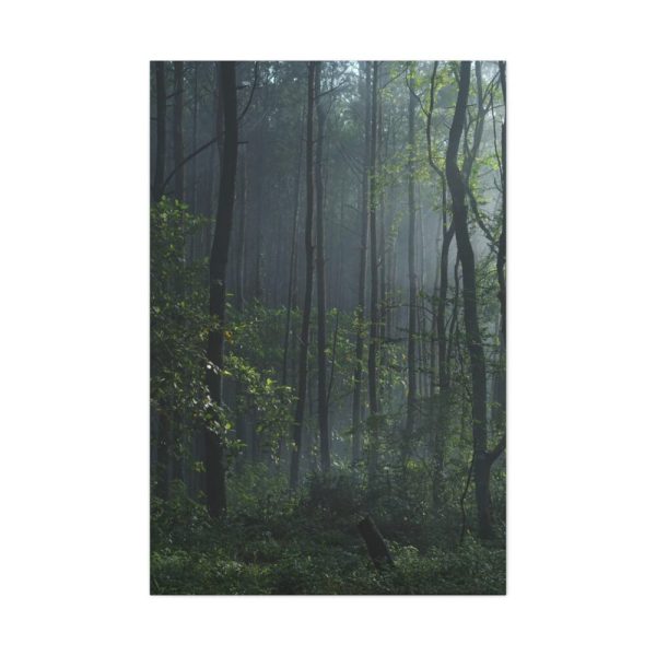 91655-124.jpg A Small Clearing in a Lush Forest Standard Canvas
