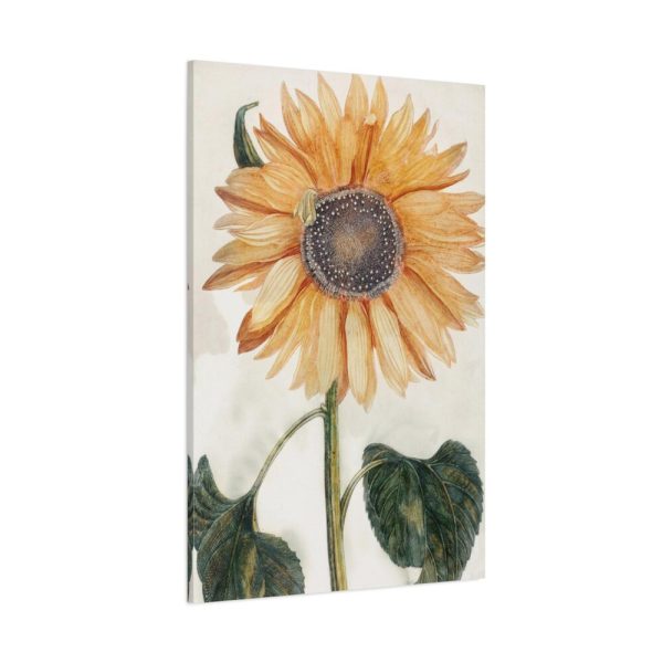 91655-16.jpg Sunflower by Johan Teyler Standard Canvas