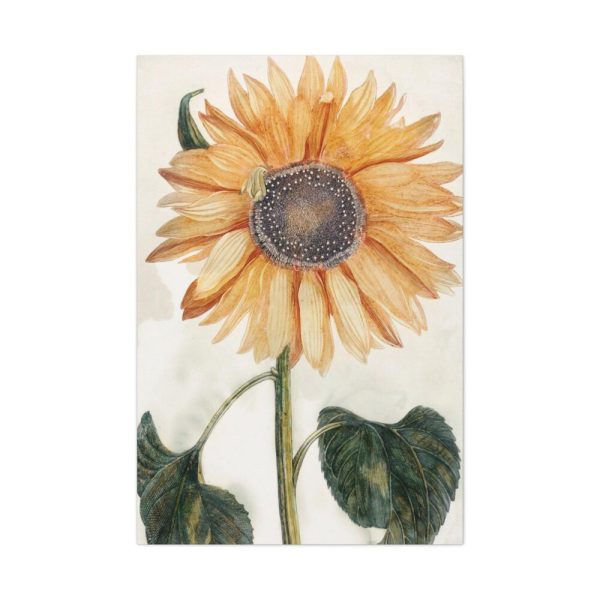 91655-17.jpg Sunflower by Johan Teyler Standard Canvas