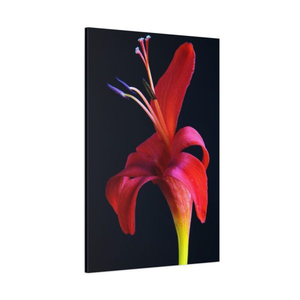 Red Flower Standard Canvas