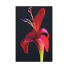 Red Flower Standard Canvas