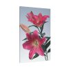 Pink Tiger Lily Standard Canvas